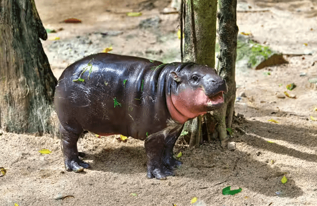 Moo Deng Steals Hearts